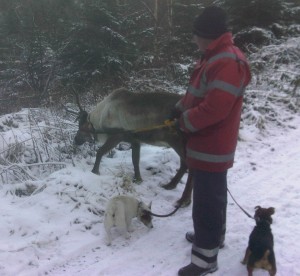 Reindeer along the trail